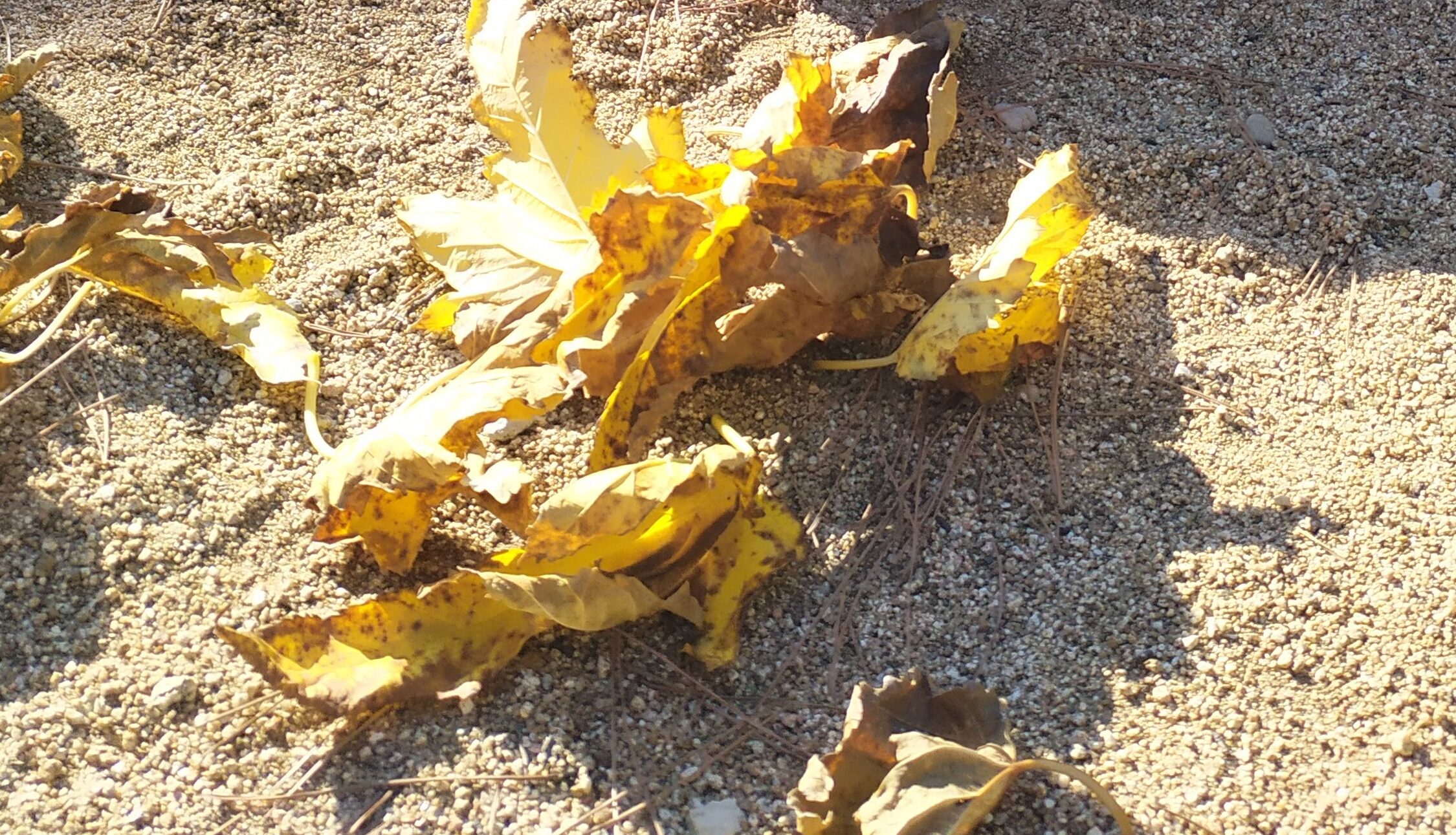 Vivenciem la tardor també al jardí de la Llar